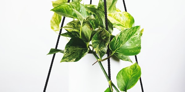 巴西与阿根廷队激烈比赛瞬间